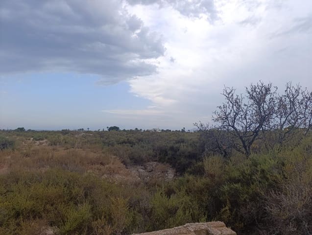 Undeveloped Land for rent in Elche / Elx - € 800 (Ref: 10086147)