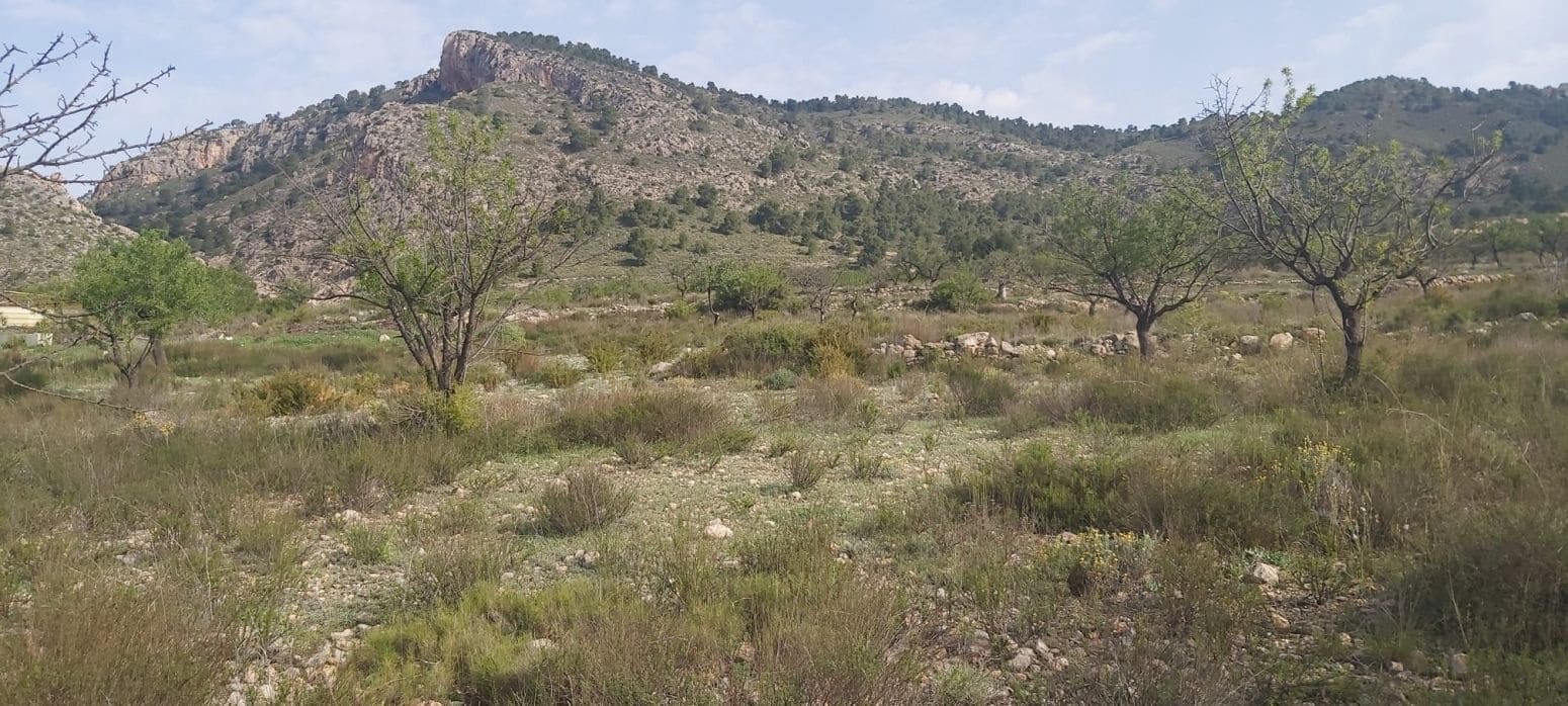 Undeveloped Land for sale in Salinas - € 29,900 (Ref: 8041911)
