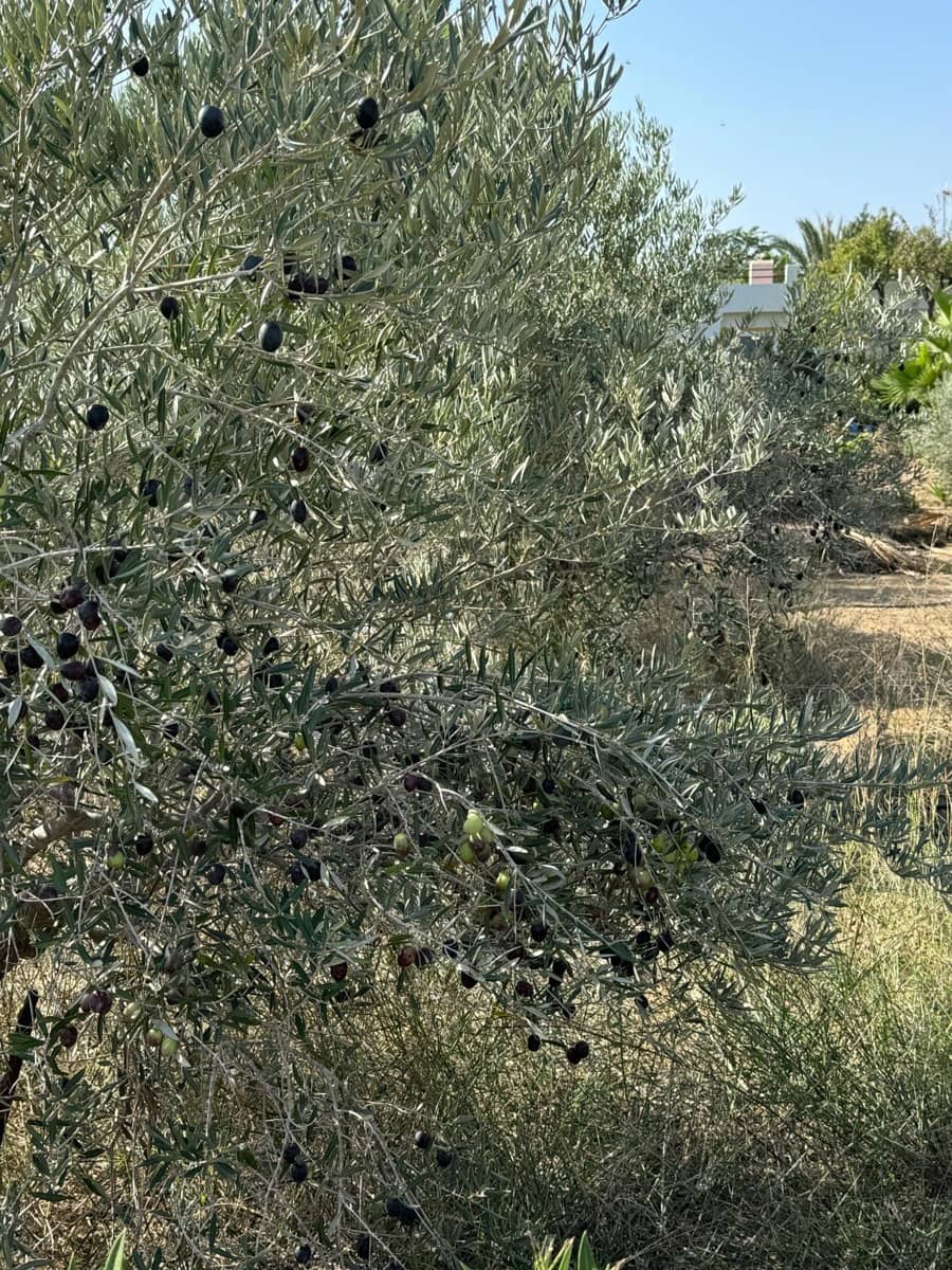 5 makuuhuone Maalaistalo myytävänä paikassa Matola mukana uima-altaan 
autotalli - 598 000 € (Ref: 8638572)