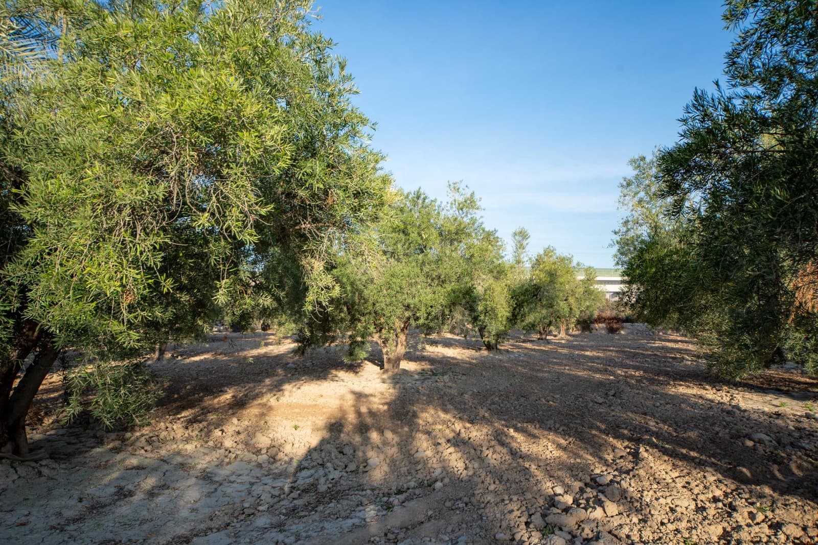 3 Zimmer Finca/Landgut zu verkaufen in Crevillente / Crevillent - 129.900 € (Ref: 8712743)