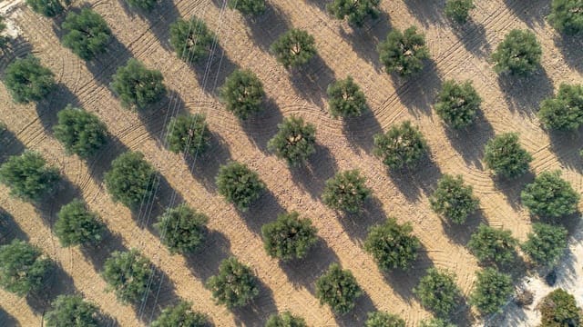 Grond te koop in Crevillente / Crevillent - € 28.990 (Ref: 8776513)