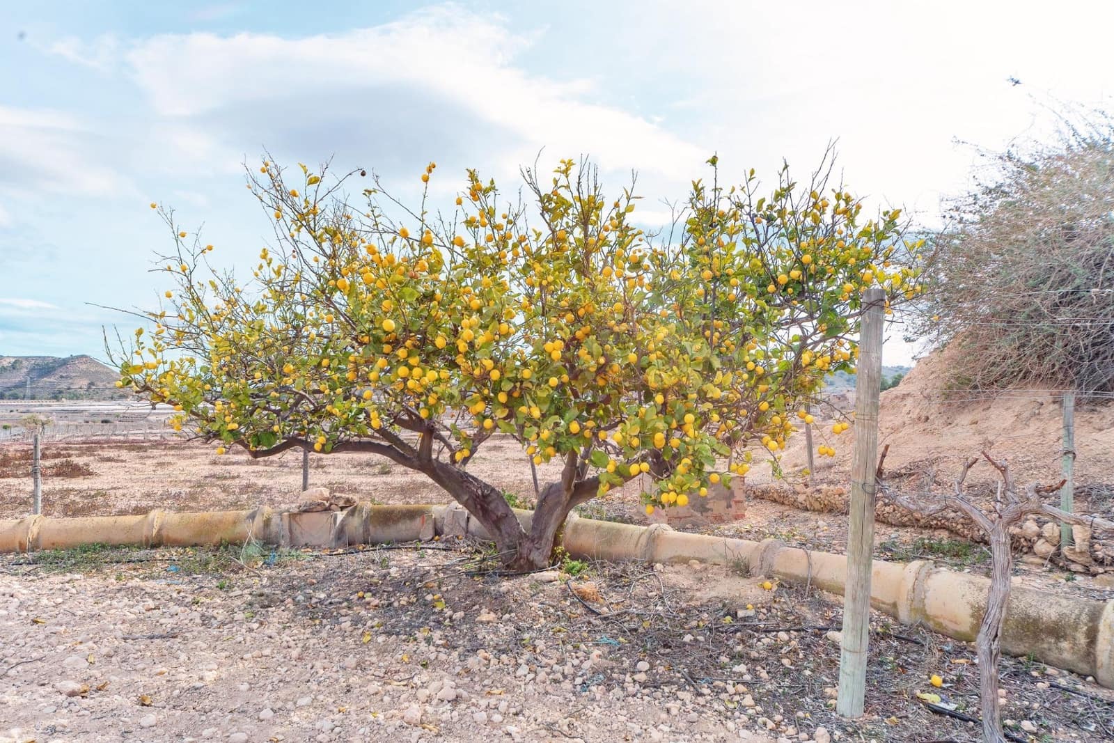 Undeveloped Land for sale in Monforte del Cid - € 42,000 (Ref: 8841140)