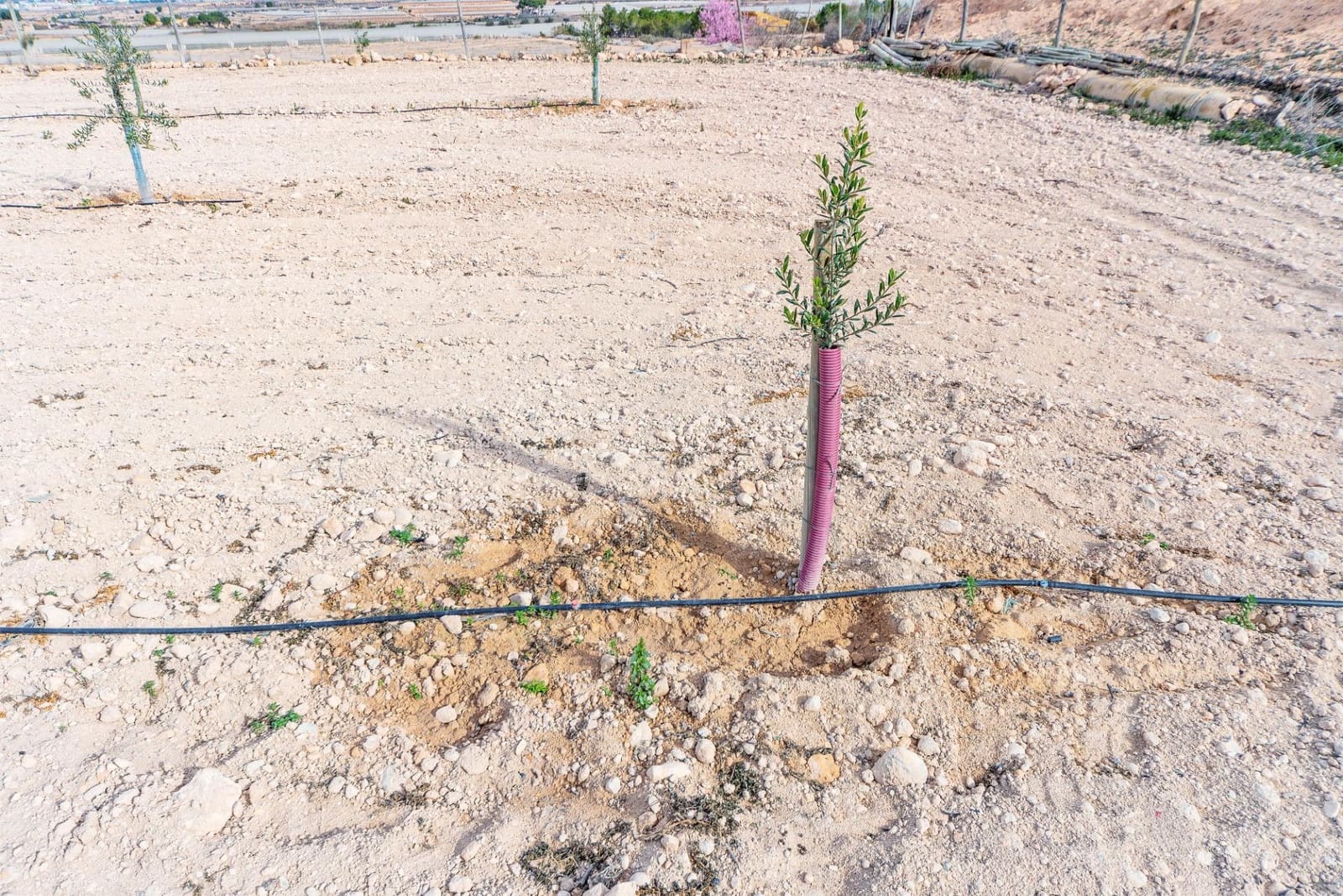 Undeveloped Land for sale in Monforte del Cid - € 42,000 (Ref: 8841140)