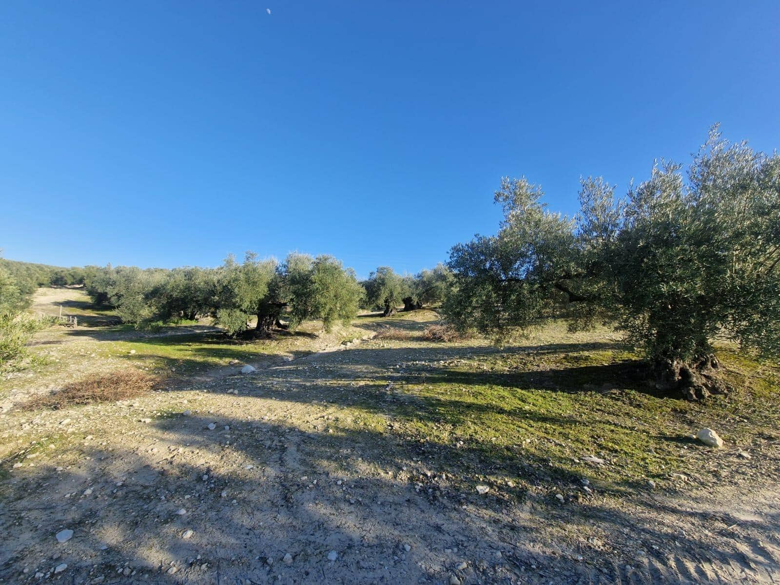 Grond te koop in Montilla - € 27.000 (Ref: 8849606)
