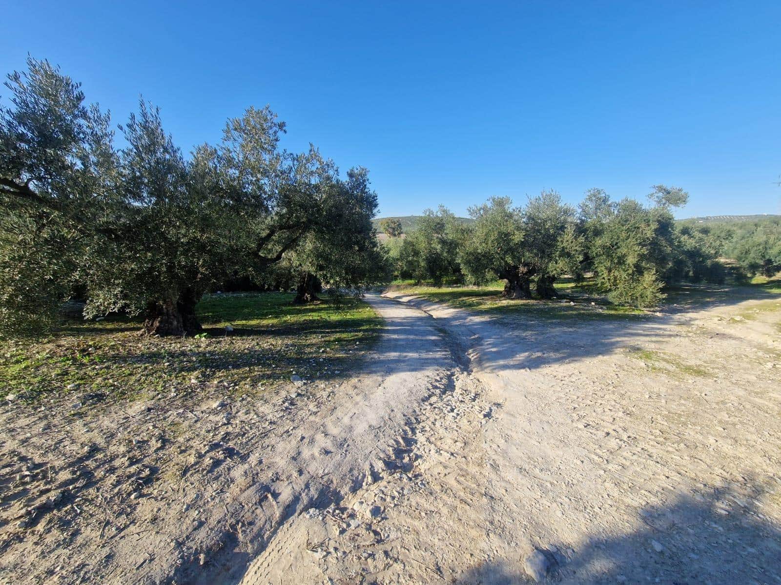 Grond te koop in Montilla - € 27.000 (Ref: 8849606)