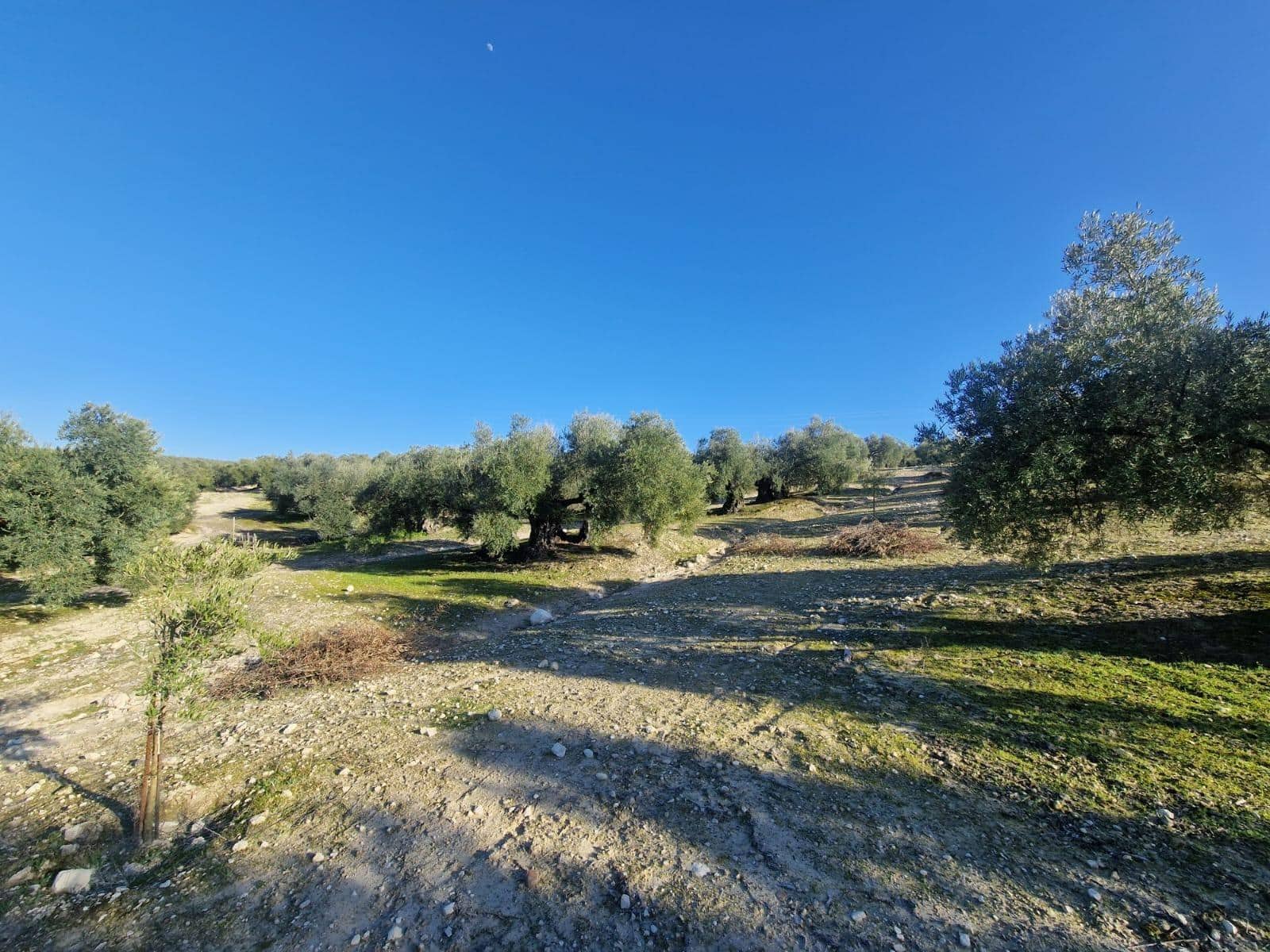 Grond te koop in Montilla - € 27.000 (Ref: 8849606)