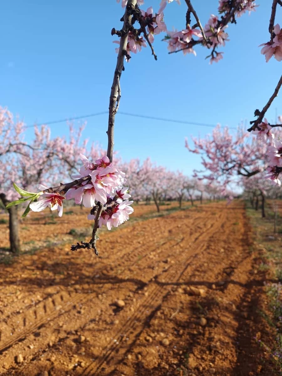 Działka budowlana na sprzedaż w Vall d'Alba - 59 900 € (Ref: 8865324)