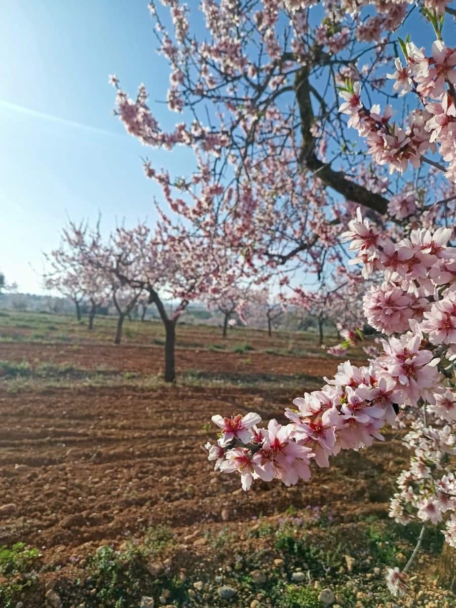 Działka budowlana na sprzedaż w Vall d'Alba - 59 900 € (Ref: 8865324)