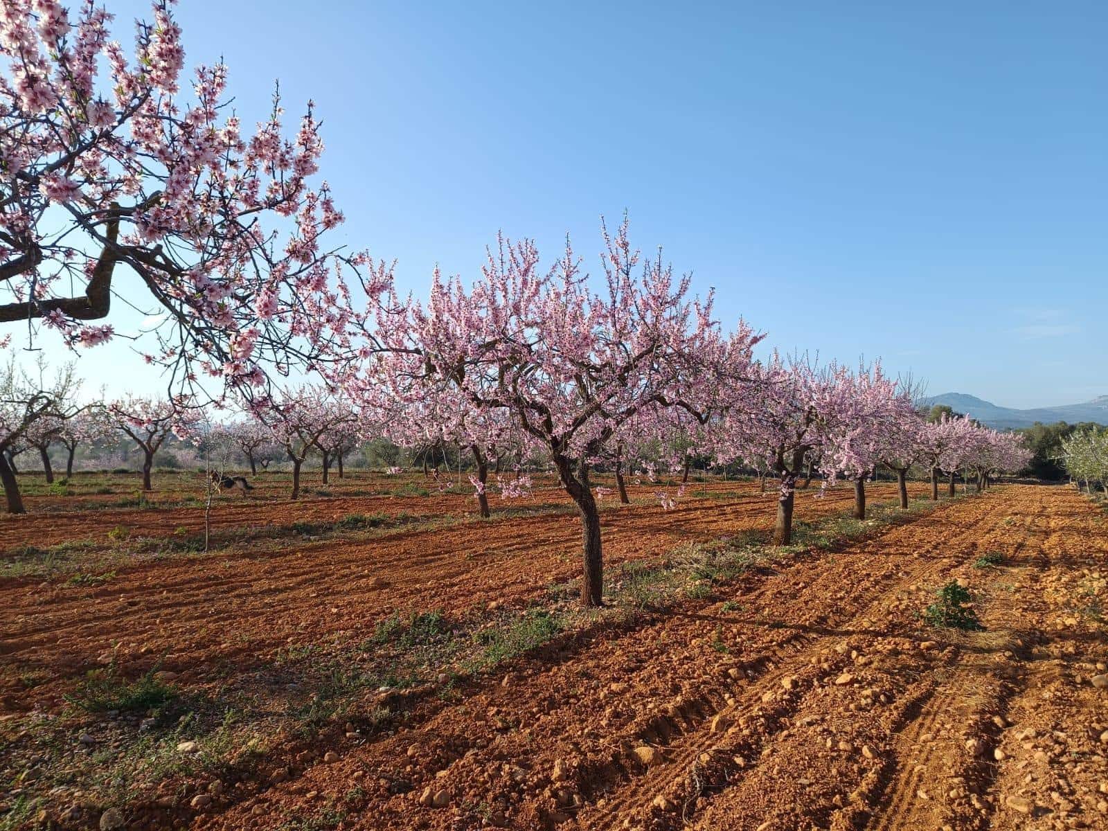 Działka budowlana na sprzedaż w Vall d'Alba - 59 900 € (Ref: 8865324)