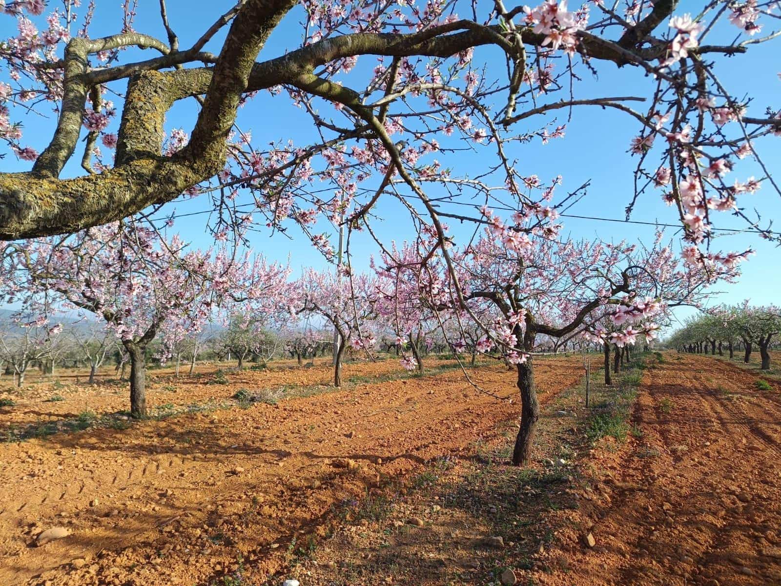 Działka budowlana na sprzedaż w Vall d'Alba - 59 900 € (Ref: 8865324)