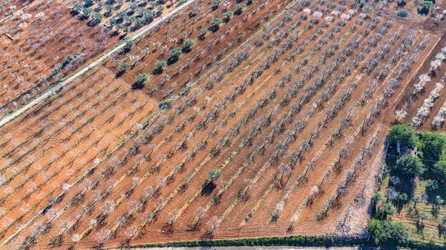 Tomt till salu i Vall d'Alba - 59 900 € (Ref: 8865324)