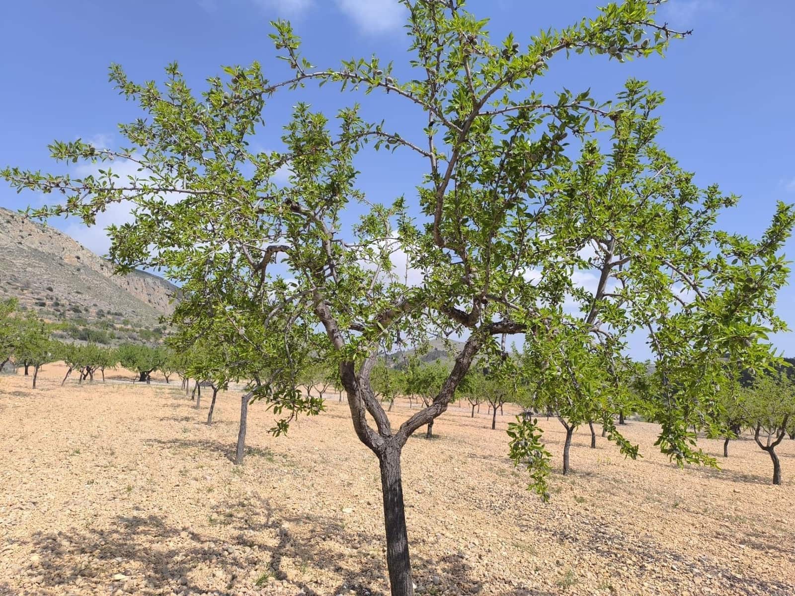 Building Plot for sale in La Romana - € 36,000 (Ref: 8943895)