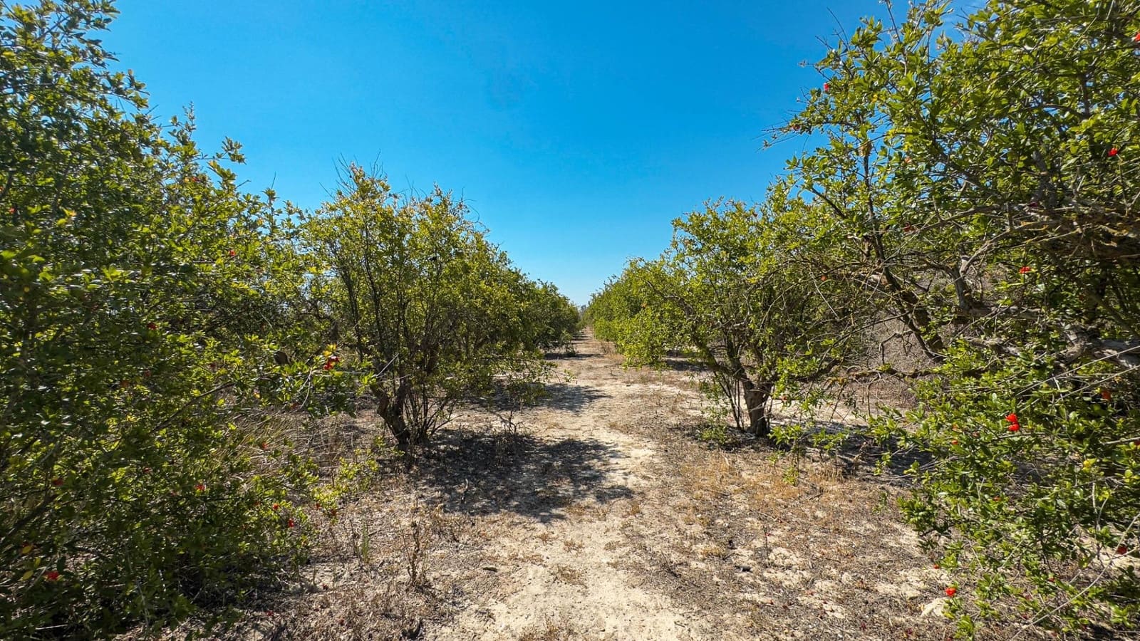 Terreno Non Edificato in vendita in Crevillente / Crevillent - 77.000 € (Rif: 9018161)