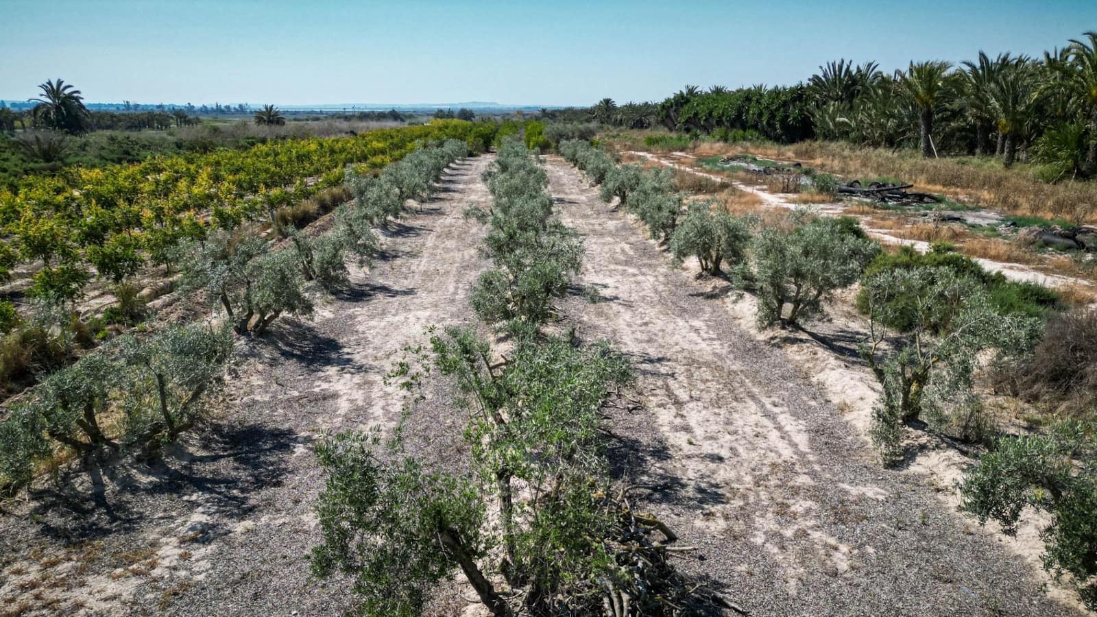 Terreno Non Edificato in vendita in Crevillente / Crevillent - 77.000 € (Rif: 9018161)