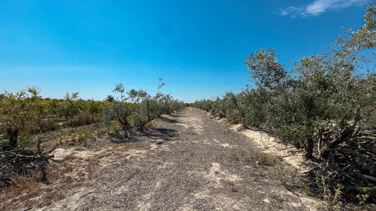 Terreno Non Edificato in vendita in Crevillente / Crevillent - 77.000 € (Rif: 9018161)