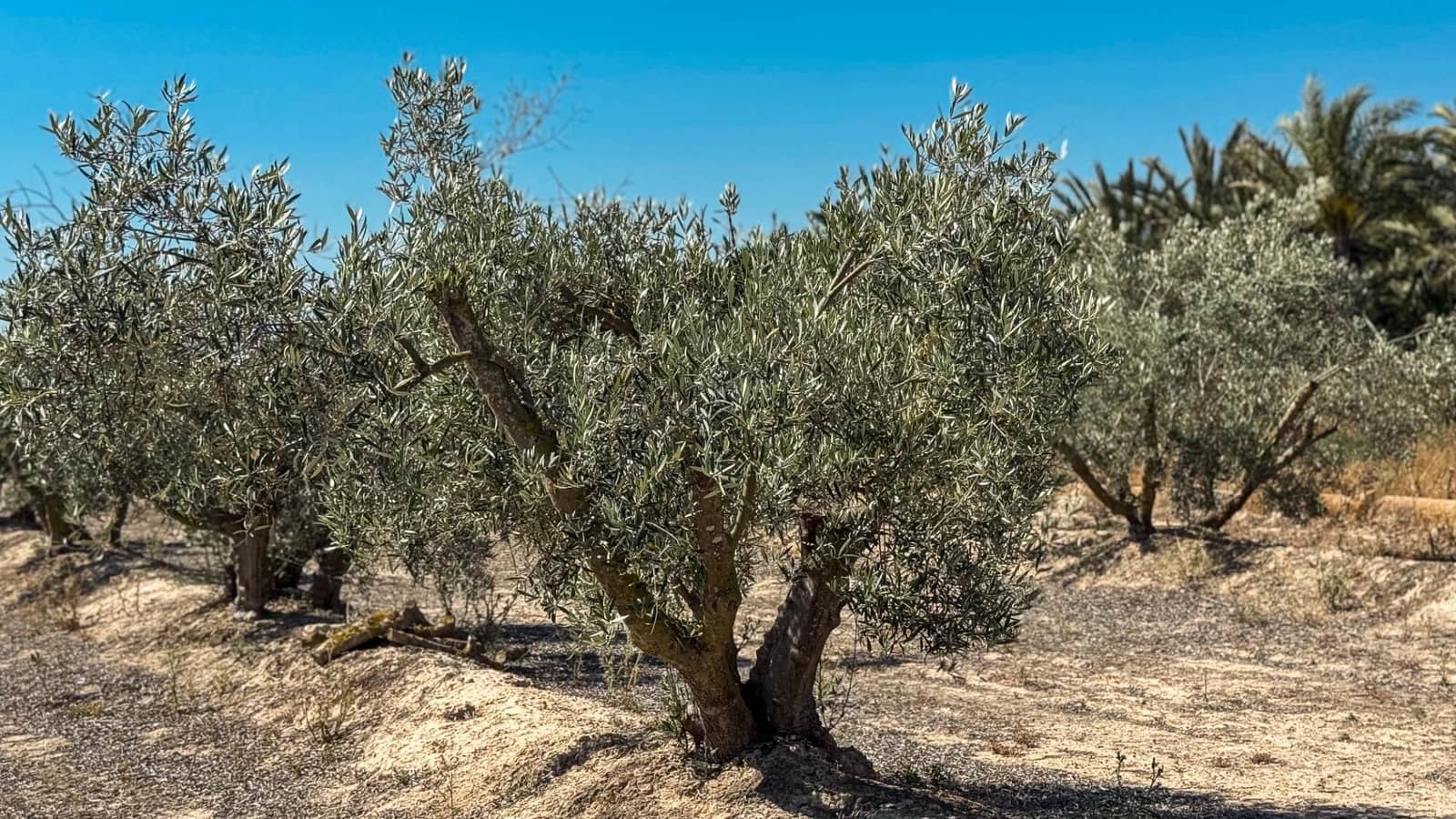 Terreno Non Edificato in vendita in Crevillente / Crevillent - 77.000 € (Rif: 9018161)