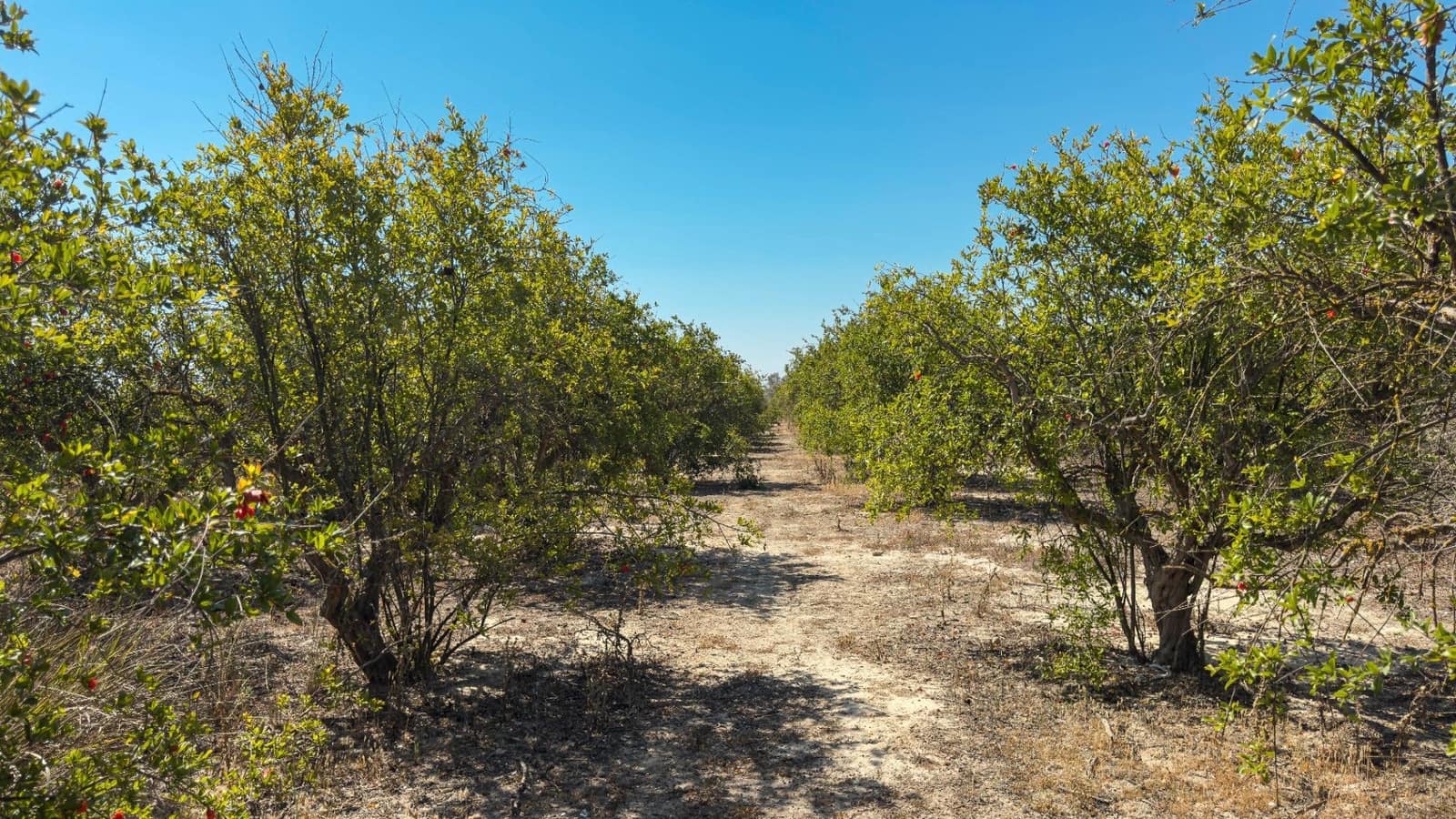 Terreno Non Edificato in vendita in Crevillente / Crevillent - 77.000 € (Rif: 9018161)