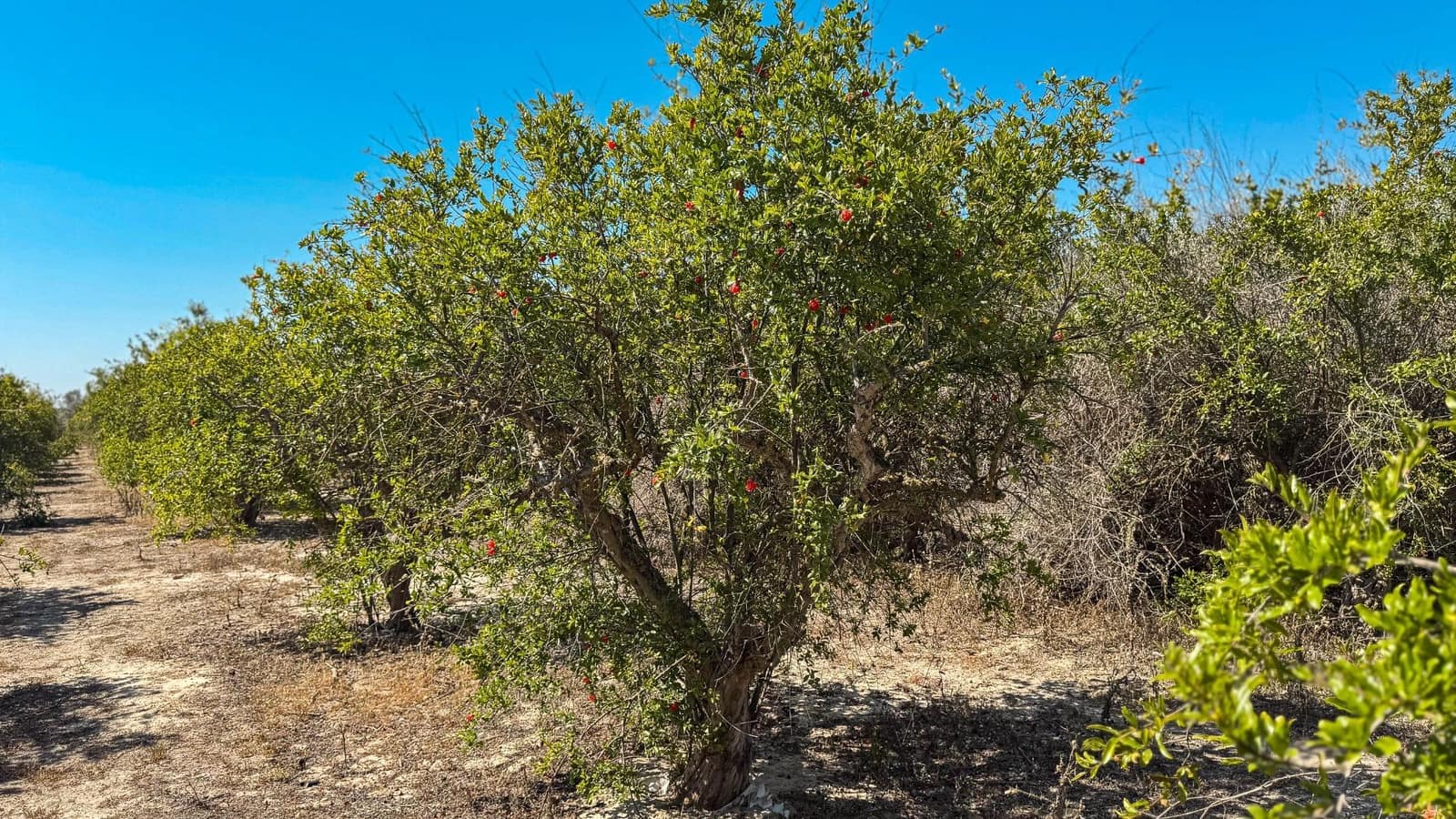 Terreno Non Edificato in vendita in Crevillente / Crevillent - 77.000 € (Rif: 9018161)