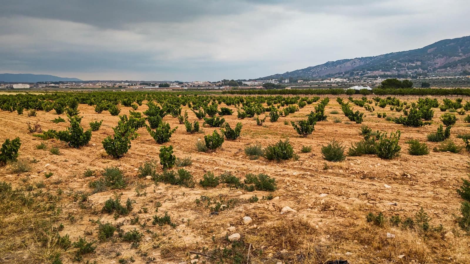 Mark till salu i Pinoso - 97 000 € (Ref: 9185292)