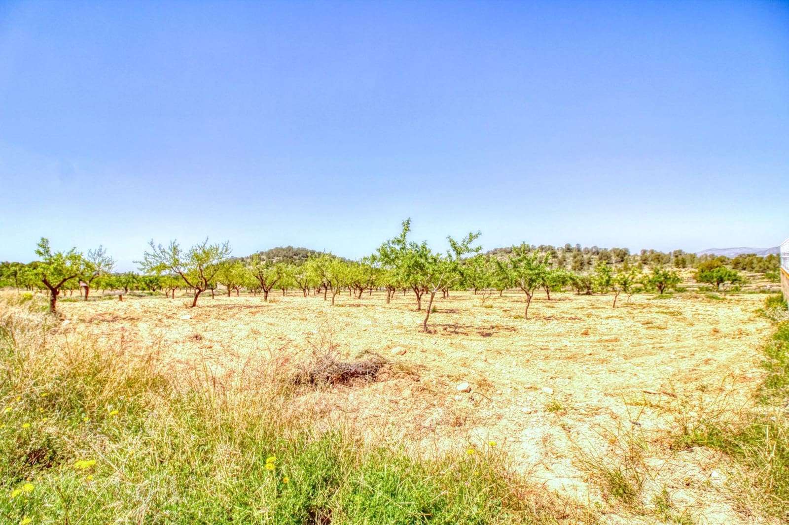 Solar/Parcela en Abanilla en venta - 55.000 € (Ref: 9813437)