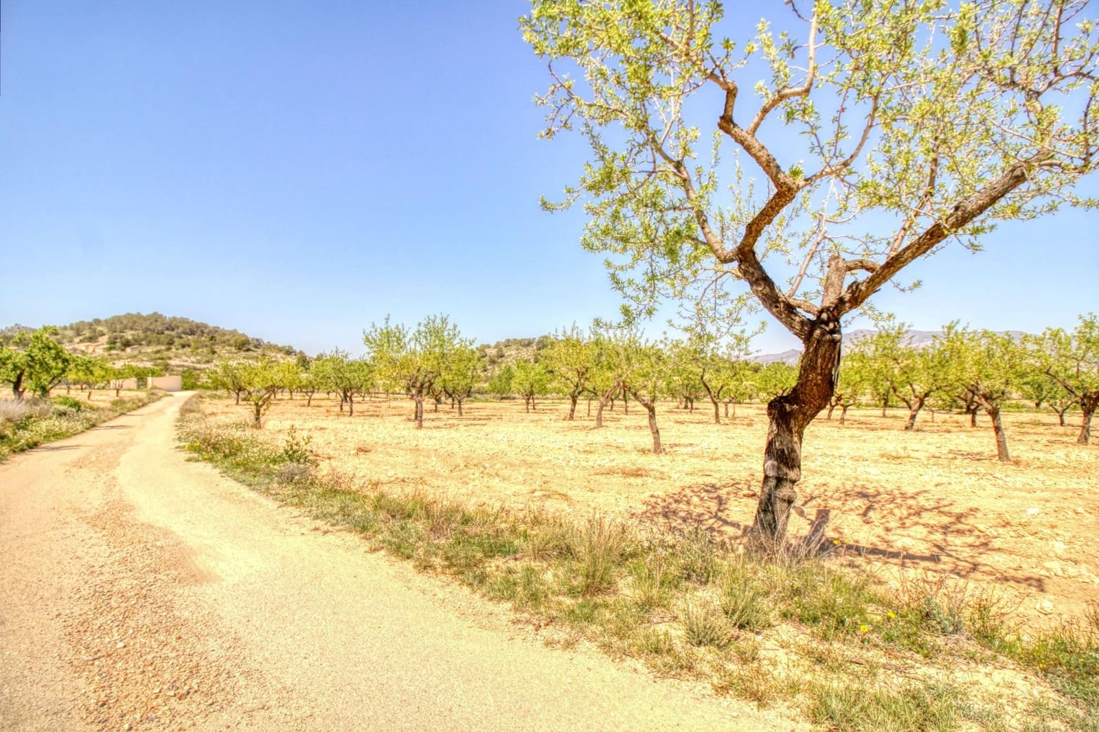 Solar/Parcela en Abanilla en venta - 55.000 € (Ref: 9813437)