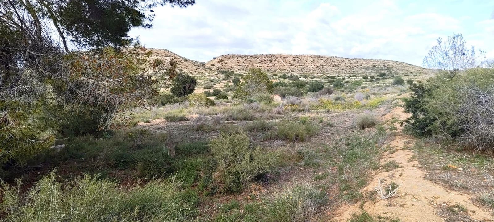 Terre non Aménagée à vendre à Elche / Elx - 14 900 € (Ref: 9907514)