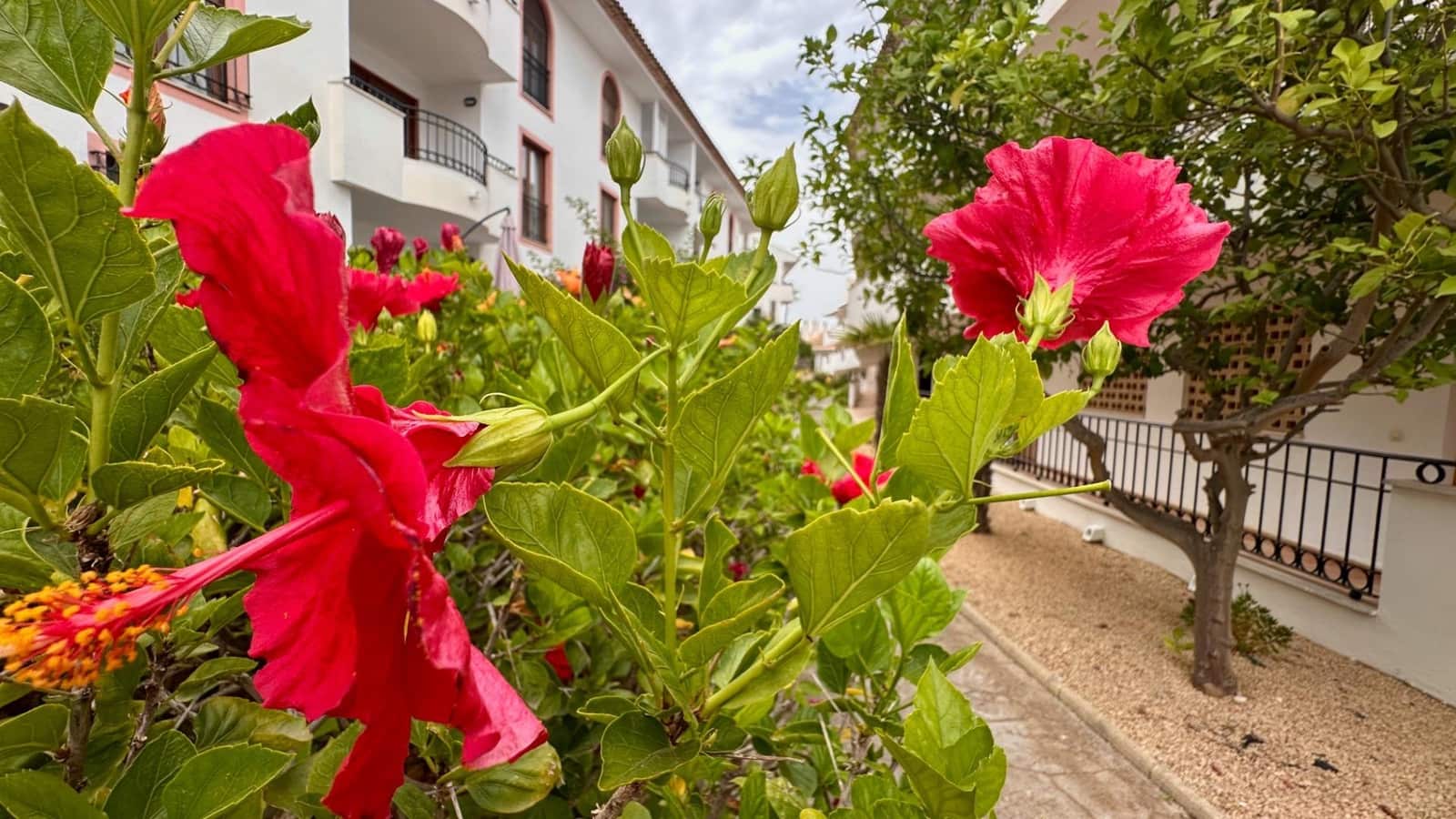 1 camera da letto Appartamento da affittare in Alfaz del Pi / L'Alfas del Pi con piscina - 1.300 € (Rif: 9995775)