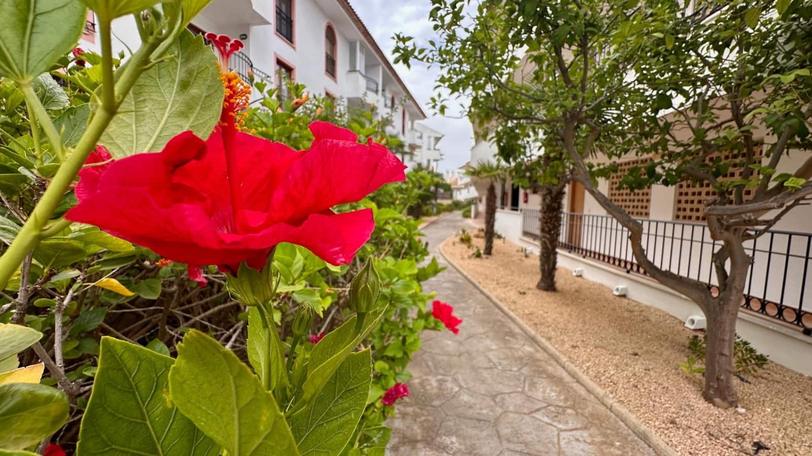 1 camera da letto Appartamento da affittare in Alfaz del Pi / L'Alfas del Pi con piscina - 1.300 € (Rif: 9995775)