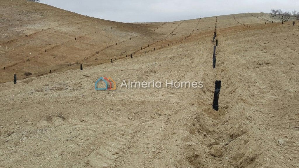 Terre non Aménagée à vendre à Taberno - 125 000 € (Ref: 4792824)
