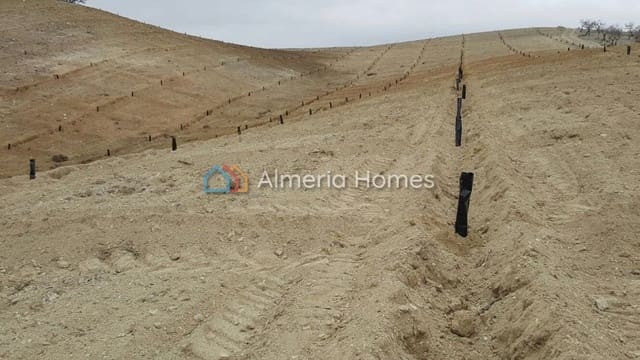 Terre non Aménagée à vendre à Taberno - 125 000 € (Ref: 4792824)