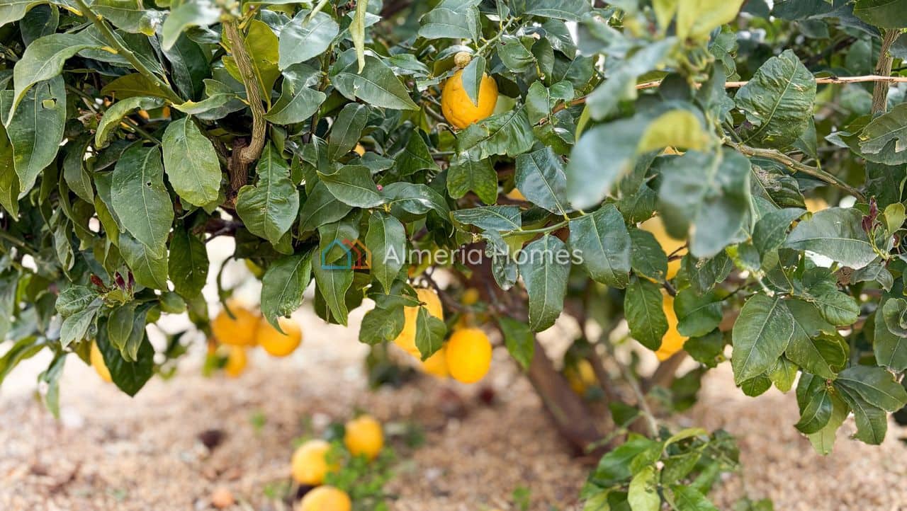 3 slaapkamer Villa te koop in Albox met zwembad garage - € 210.000 (Ref: 9789534)