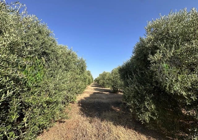 Quinta/Casa Rural para venda em Fuente de Piedra - 250 000 € (Ref: 10081655)