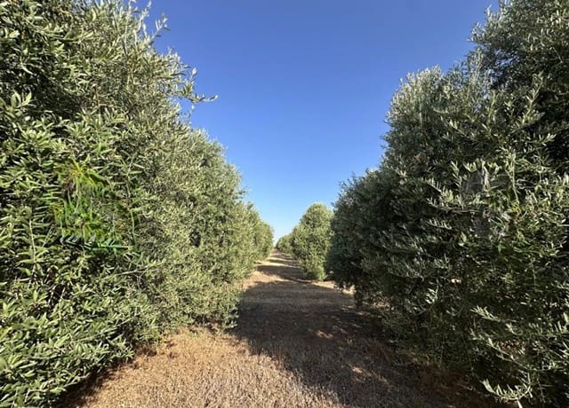 Quinta/Casa Rural para venda em Fuente de Piedra - 250 000 € (Ref: 10081655)