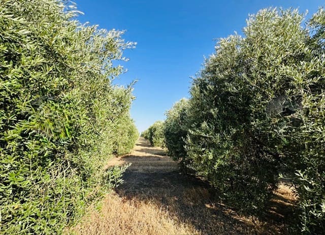 Quinta/Casa Rural para venda em Fuente de Piedra - 250 000 € (Ref: 10081655)