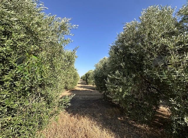 Quinta/Casa Rural para venda em Fuente de Piedra - 250 000 € (Ref: 10081655)