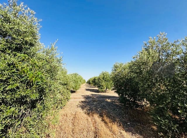 Quinta/Casa Rural para venda em Fuente de Piedra - 250 000 € (Ref: 10081655)