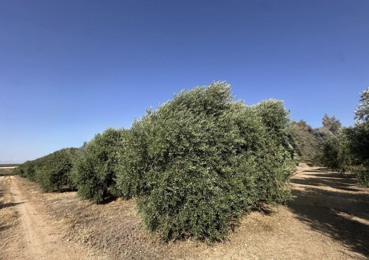 Quinta/Casa Rural para venda em Fuente de Piedra - 250 000 € (Ref: 10081655)