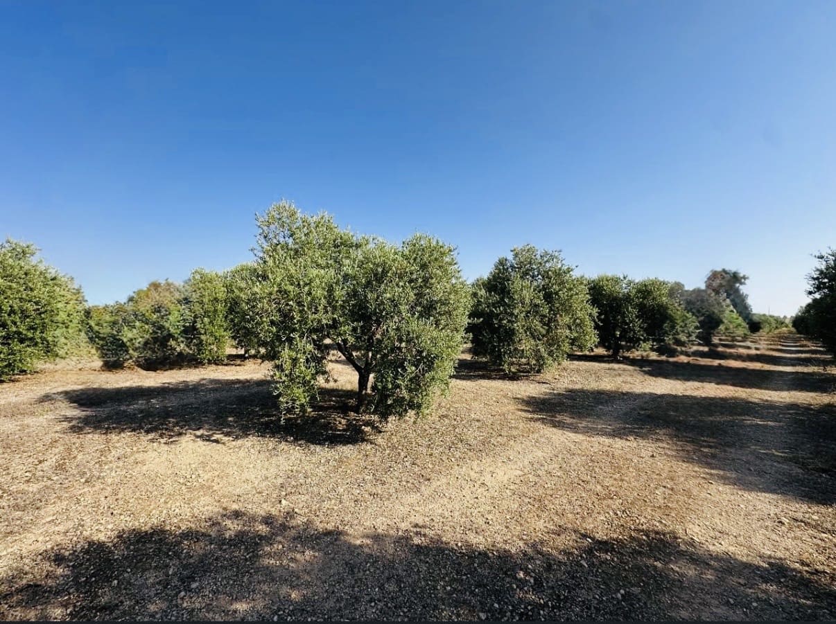 Quinta/Casa Rural para venda em Fuente de Piedra - 250 000 € (Ref: 10081655)