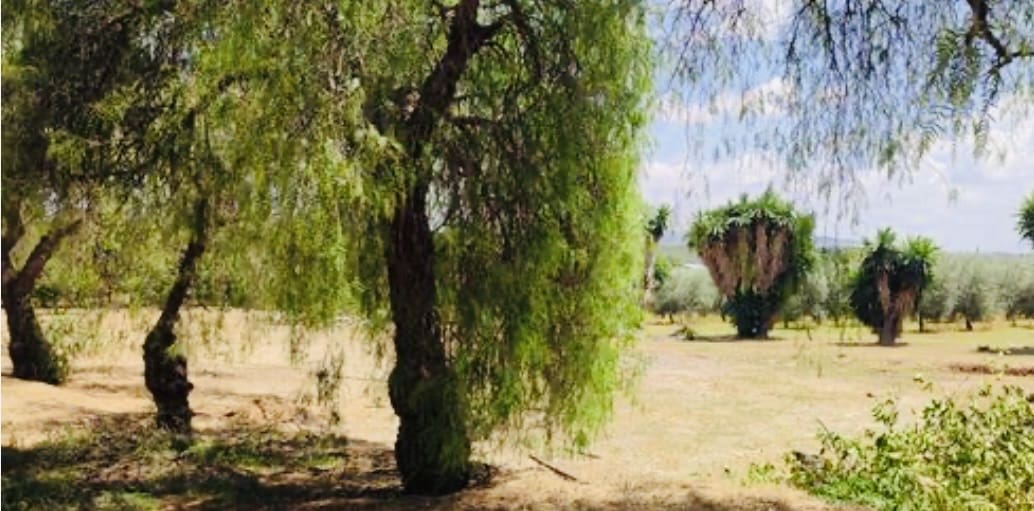 4 bedroom Finca/Country House for sale in Puente Genil with pool garage - € 339,000 (Ref: 10163788)