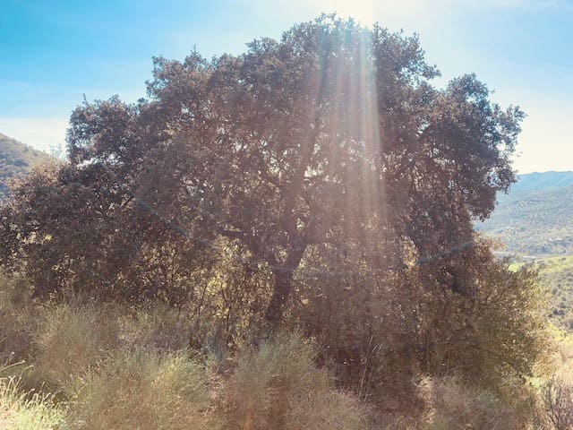 Finka/Dom wiejski na sprzedaż w Colmenar - 79 950 € (Ref: 5954756)