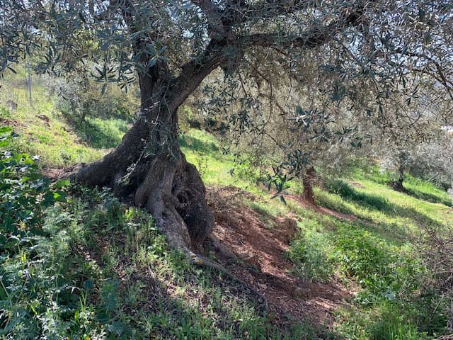 Grunde uden byggetilladelser til salg i Riogordo - € 79.000 (Ref: 6379870)