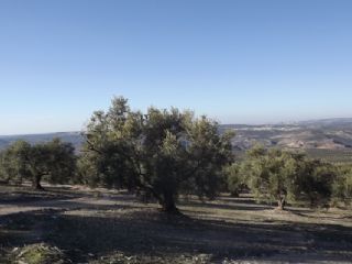 Finca/Landehus til salg i Antequera - € 45.000 (Ref: 894870)