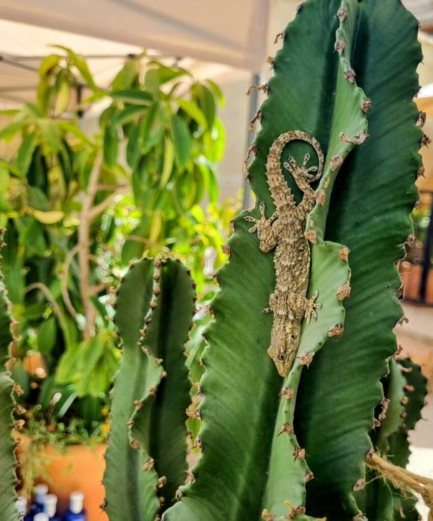 4 soveværelse Byhus til salg i Zuheros - € 249.000 (Ref: 9295049)