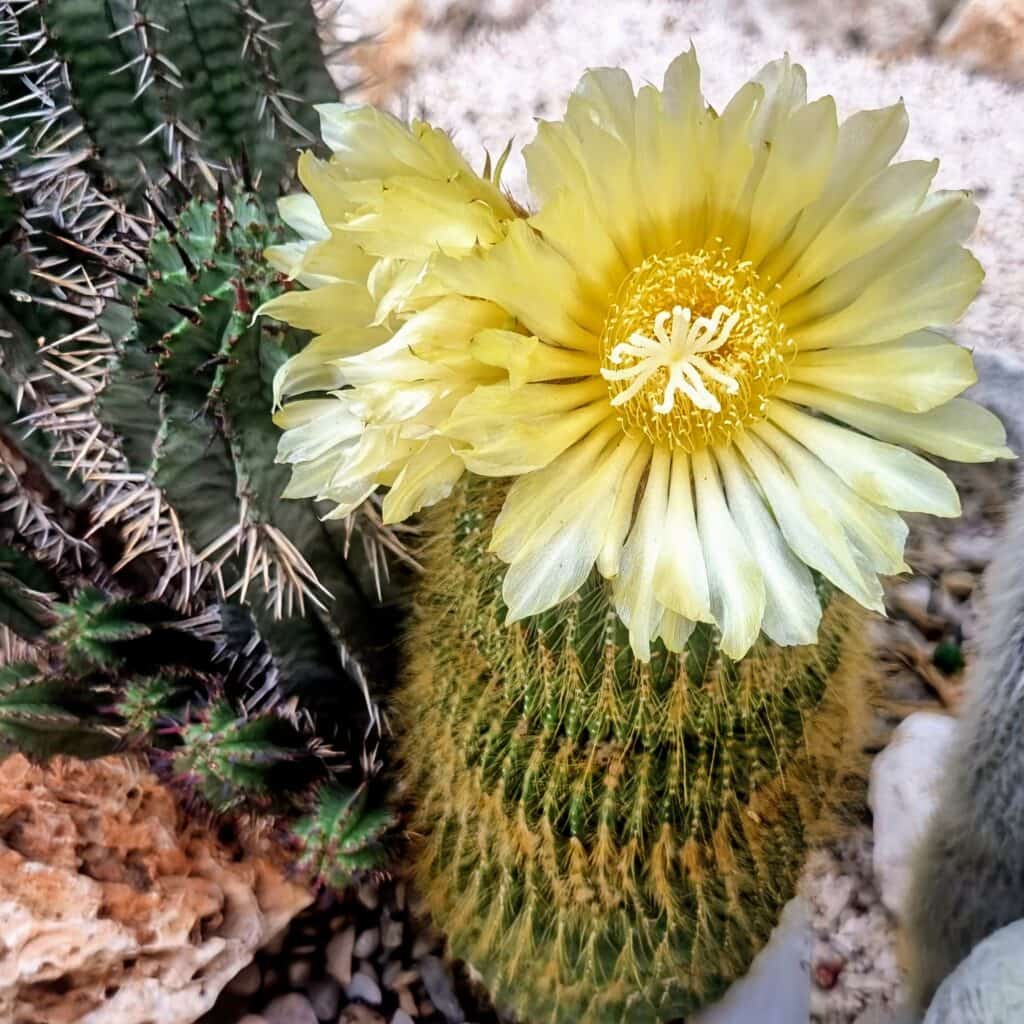 4 soveværelse Byhus til salg i Zuheros - € 249.000 (Ref: 9295049)