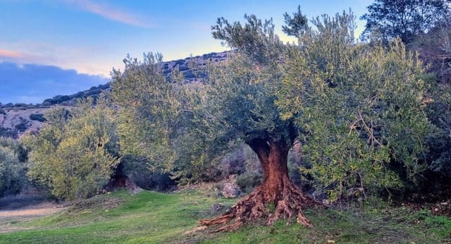 4 sypialnia Dom na sprzedaż w Zuheros - 249 000 € (Ref: 9295049)