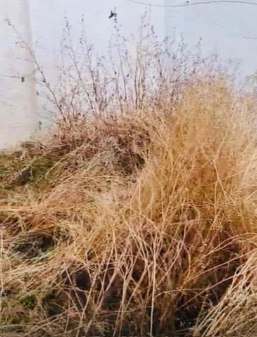 Huis te koop in Villanueva de Tapia - € 28.000 (Ref: 9384802)