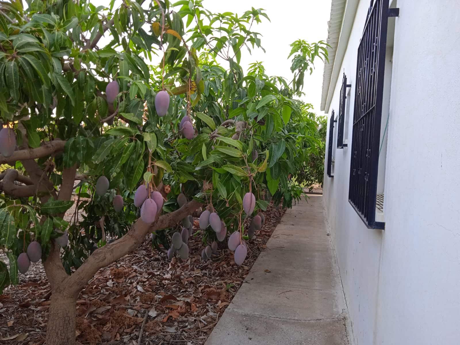 4 soveværelse Finca/Landehus til salg i Cutar - € 265.000 (Ref: 9388164)