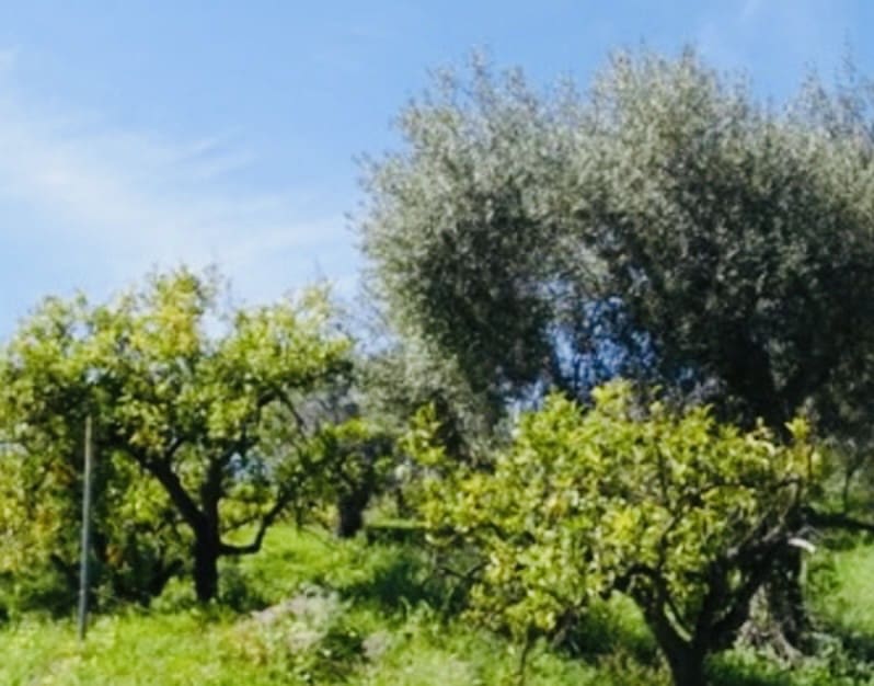 1 soveværelse Finca/Landehus til salg i Coin - € 160.000 (Ref: 9793625)