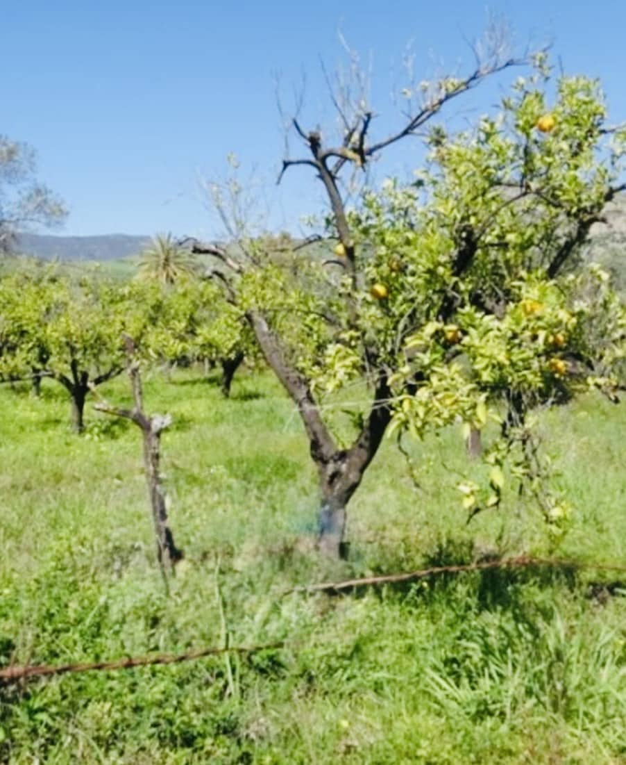 1 soveværelse Finca/Landehus til salg i Coin - € 160.000 (Ref: 9793625)