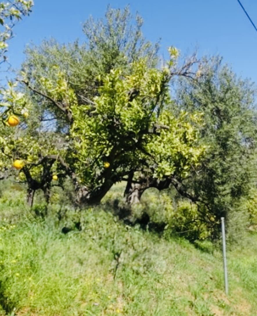 1 soveværelse Finca/Landehus til salg i Coin - € 160.000 (Ref: 9793625)